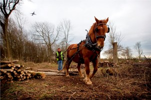Suffolk Punch helps clear up woodland at Stansted Airport